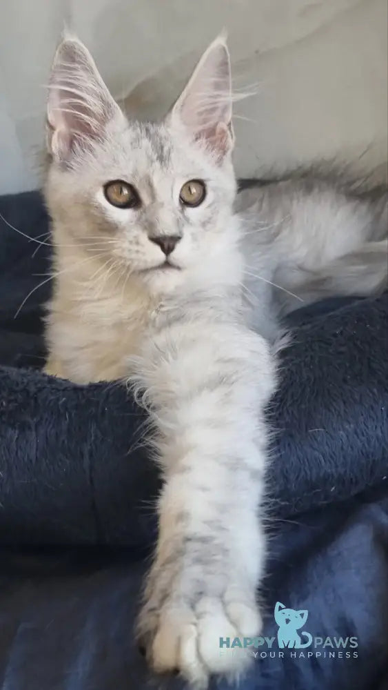 Zoran Maine Coon male black silver shaded live animals