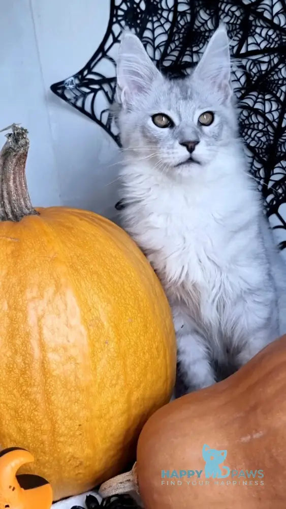 Zoran Maine Coon male black silver shaded live animals