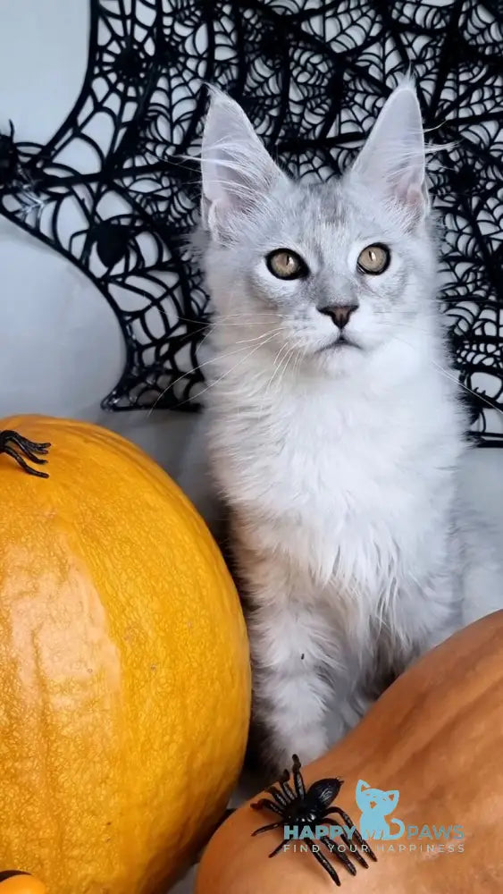 Zoran Maine Coon male black silver shaded live animals