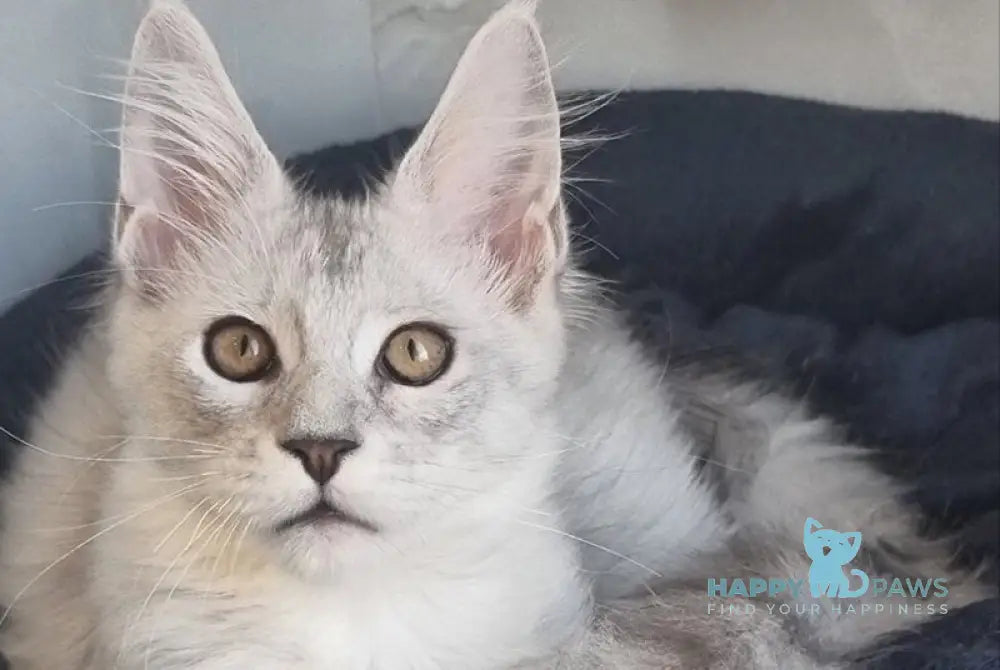 Zoran Maine Coon male black silver shaded live animals