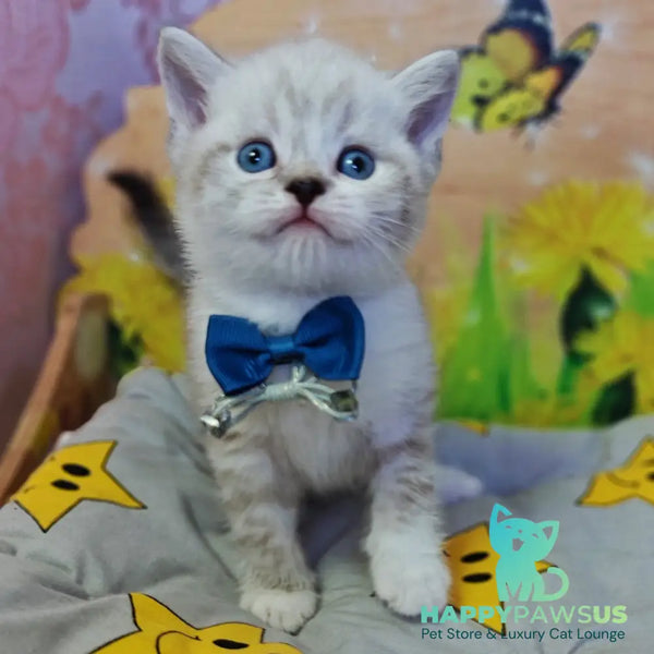Zoran Scottish Straight male blue spotted tabby bicolour pointed - live animals