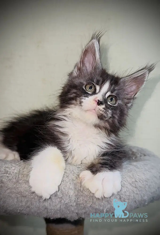 Zorik Maine Coon male black silver tabby bicolour live animals
