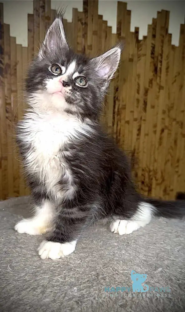 Zorik Maine Coon male black silver tabby bicolour live animals