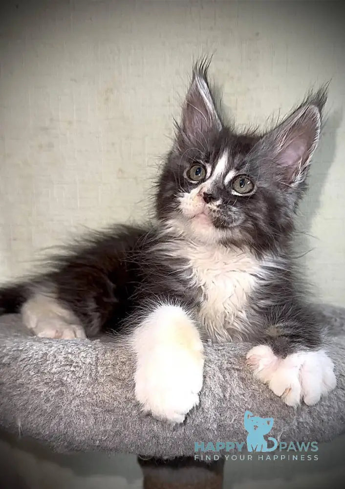 Zorik Maine Coon male black silver tabby bicolour live animals