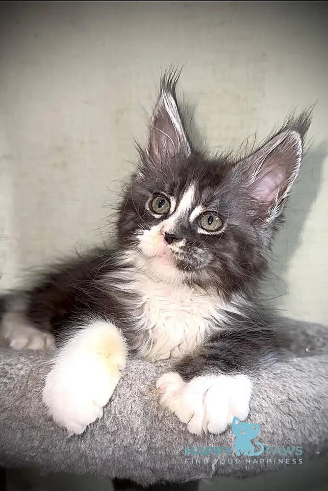 Zorik Maine Coon male black silver tabby bicolour live animals