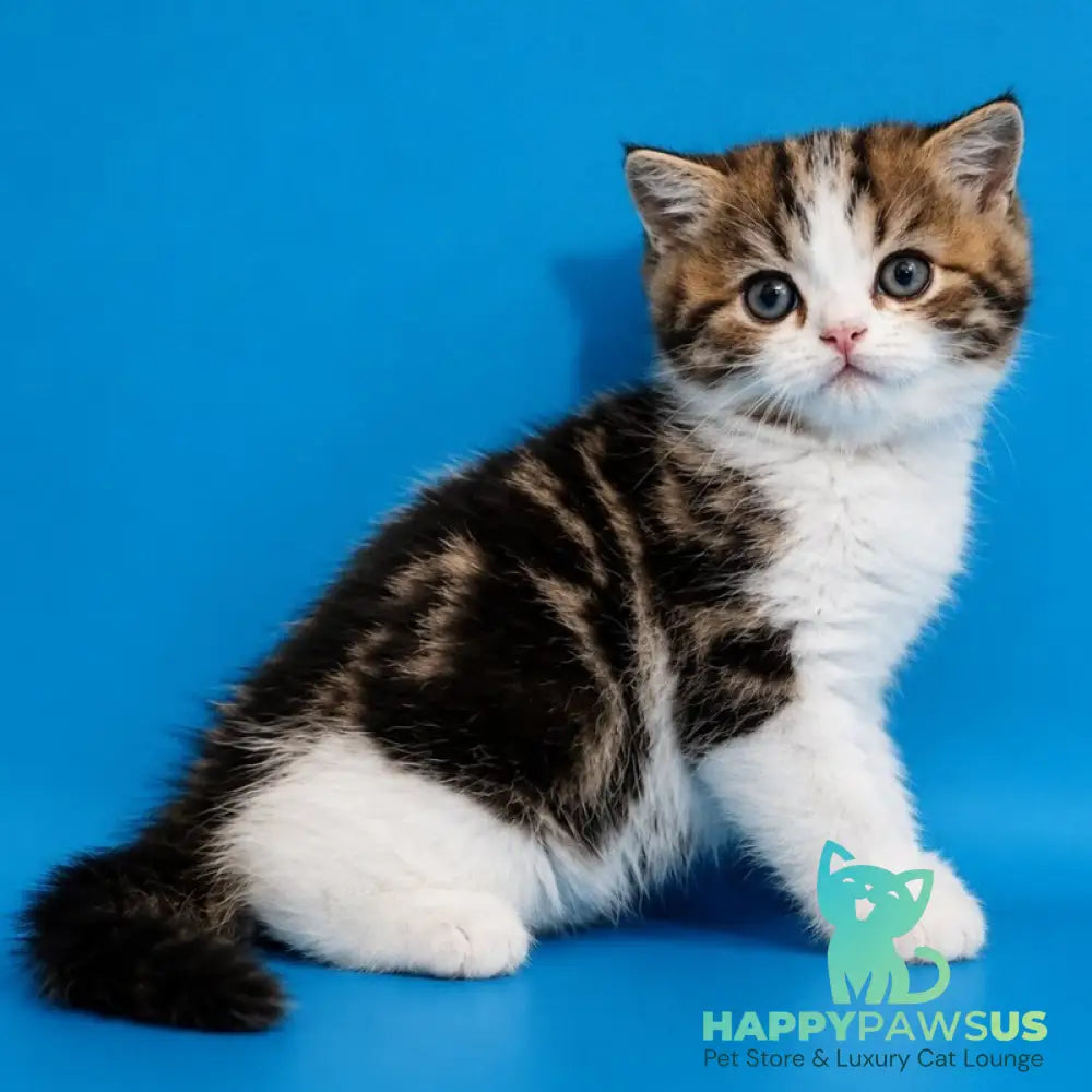 Zorion Scottish Straight male black tabby bicolour - live animals