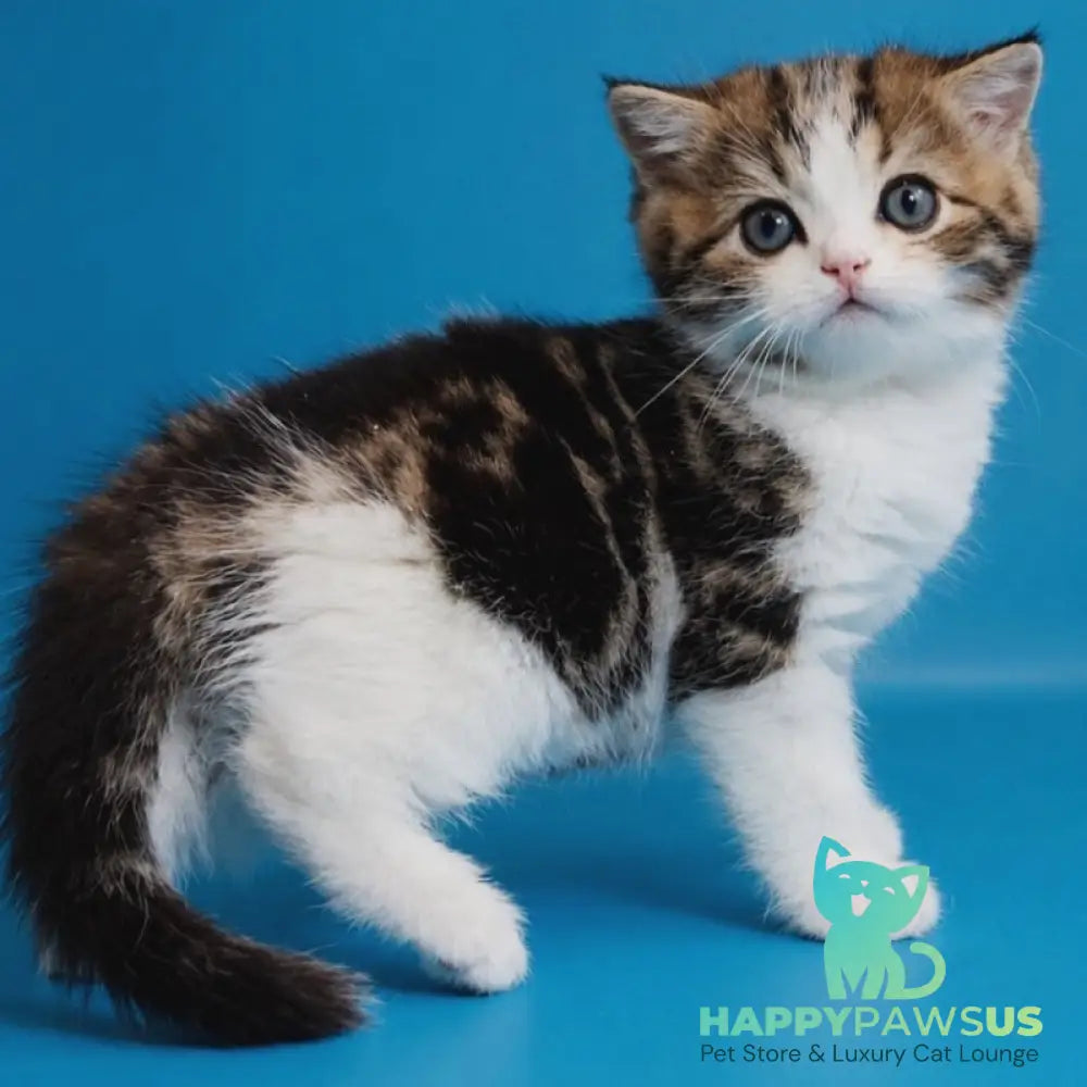 Zorion Scottish Straight male black tabby bicolour - live animals