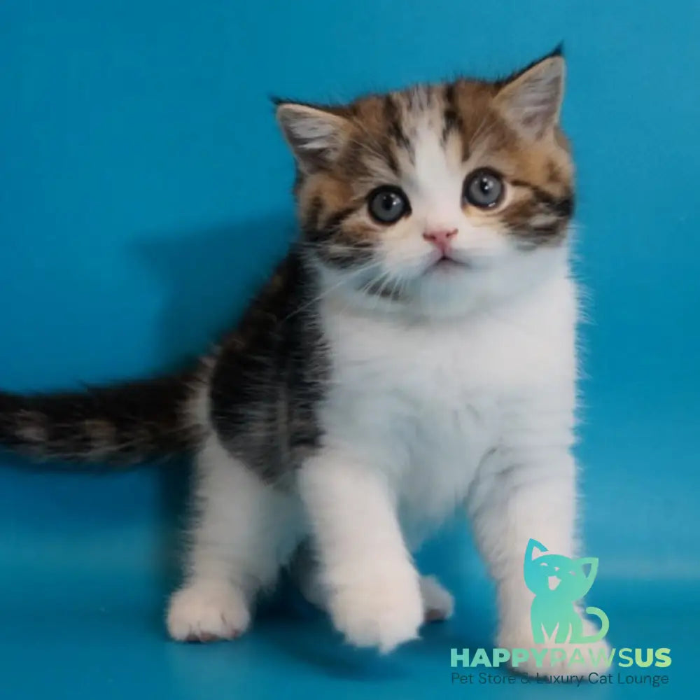 Zorion Scottish Straight male black tabby bicolour - live animals
