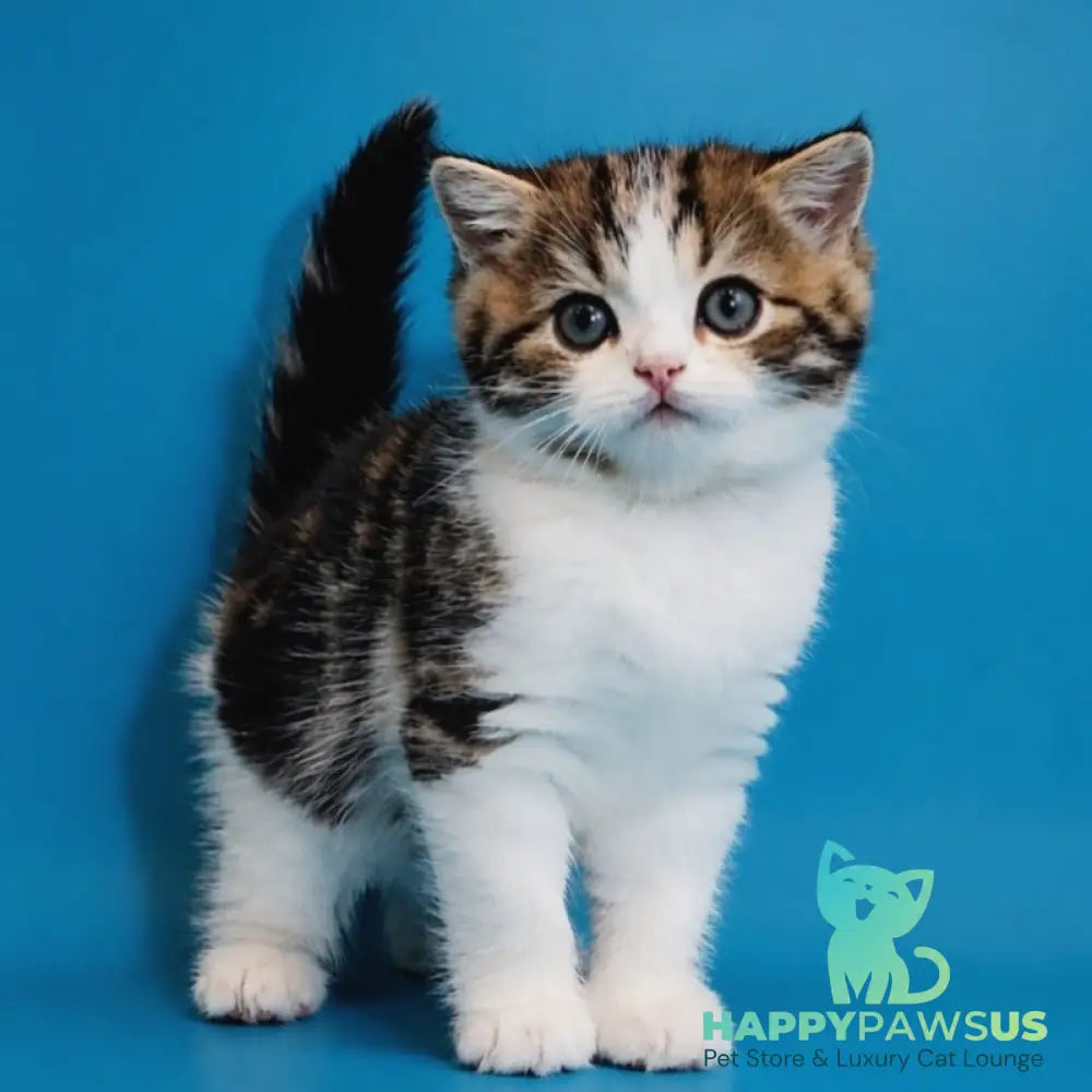 Zorion Scottish Straight male black tabby bicolour - live animals