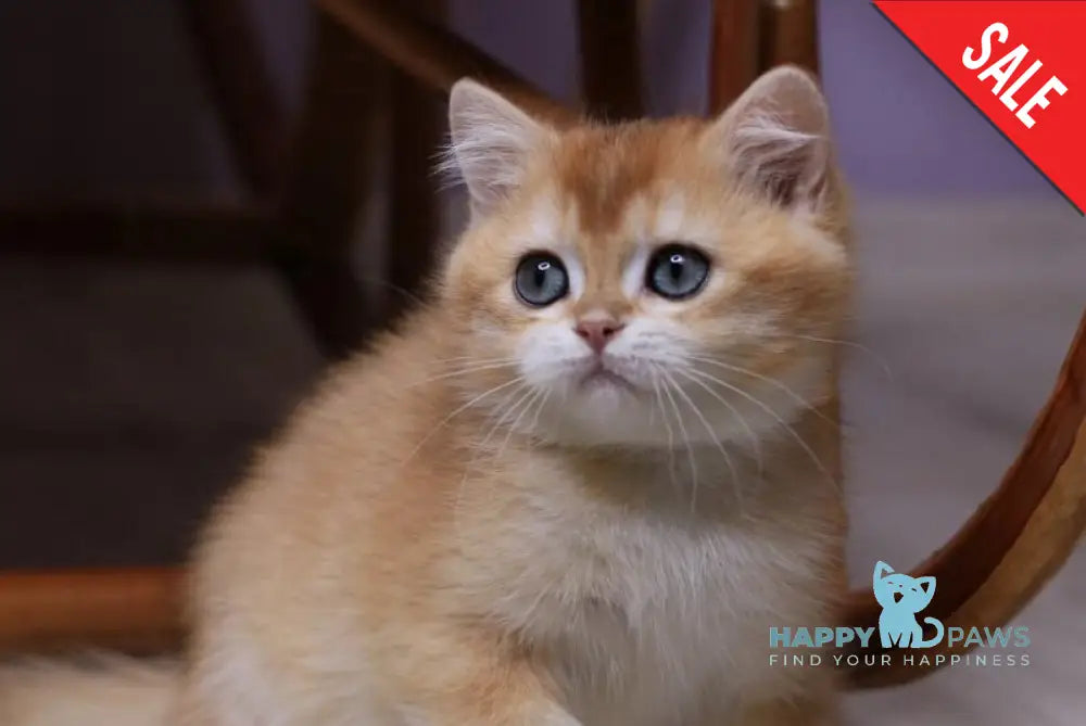 Zorrick British Shorthair male chocolate golden chinchilla live animals