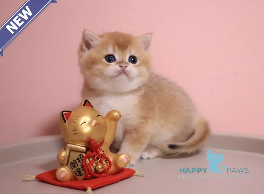 Zorrick British Shorthair male chocolate golden chinchilla live animals