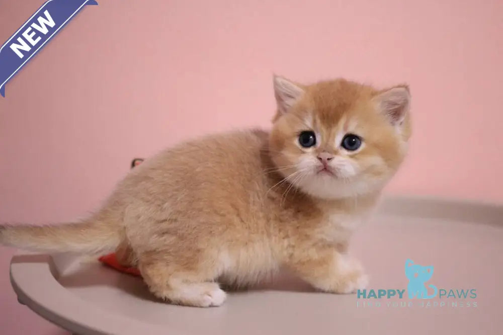 Zorrick British Shorthair male chocolate golden chinchilla live animals