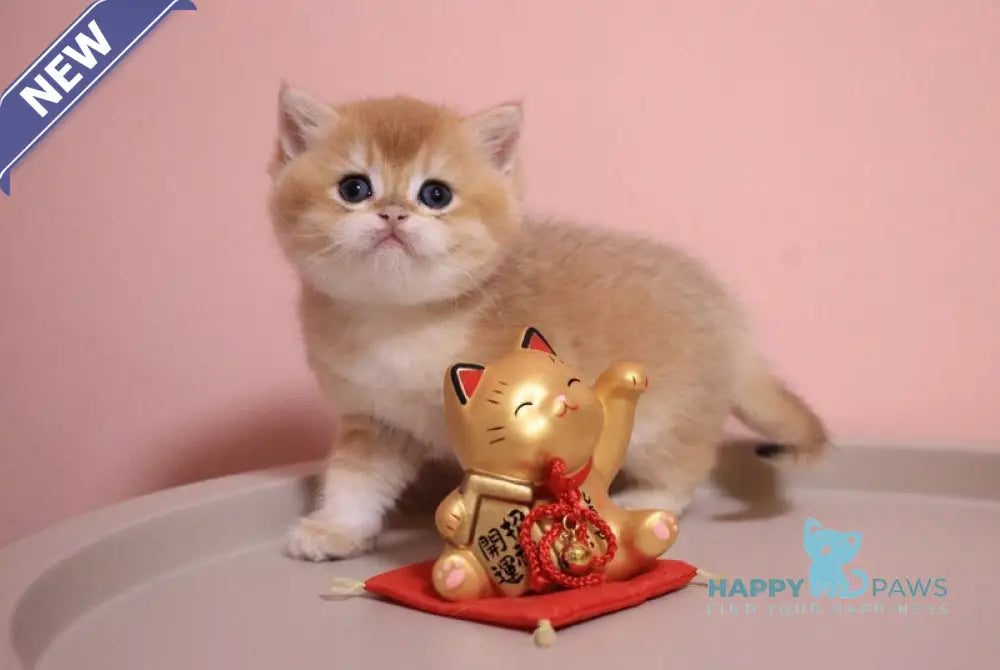 Zorrick British Shorthair male chocolate golden chinchilla live animals