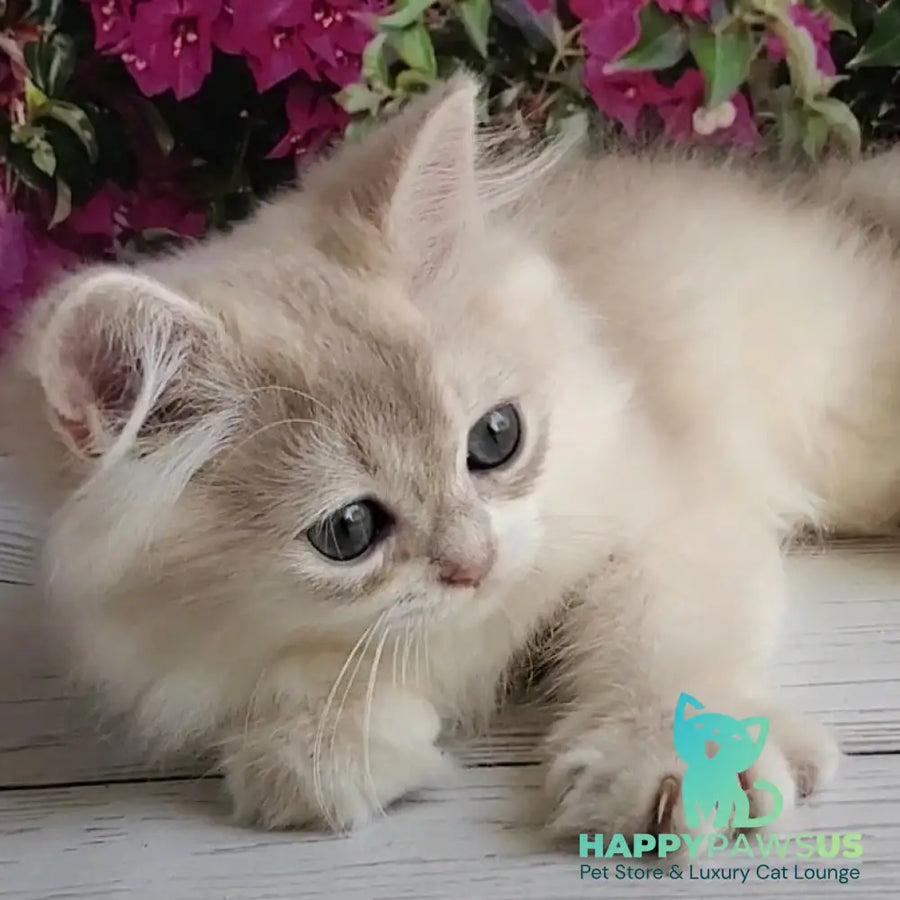 Zorro British Longhair male blue golden shaded - live animals
