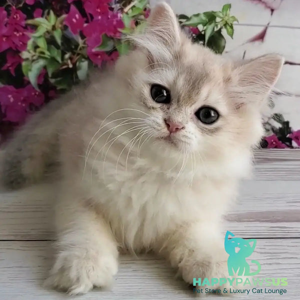 Zorro British Longhair male blue golden shaded - live animals
