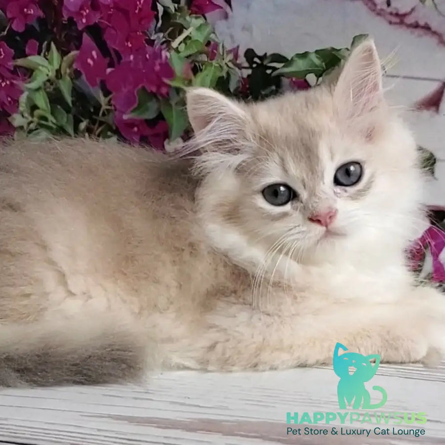 Zorro British Longhair male blue golden shaded - live animals