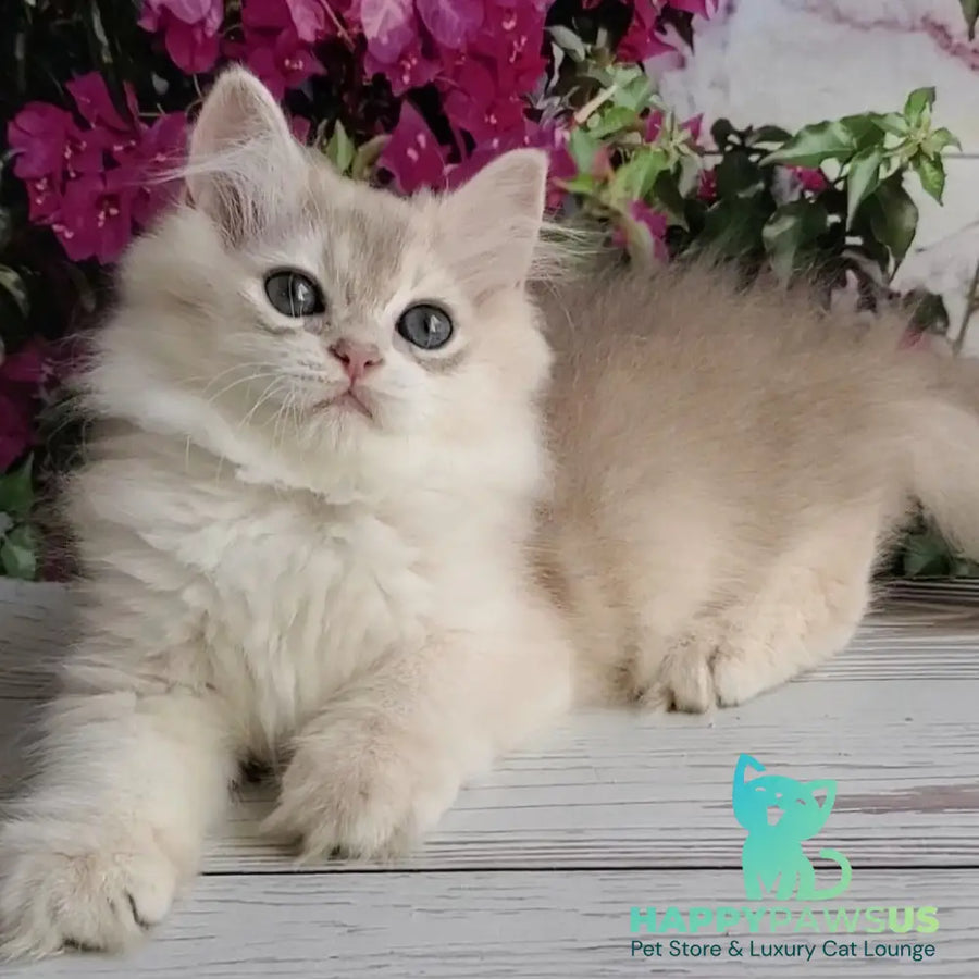Zorro British Longhair male blue golden shaded - live animals