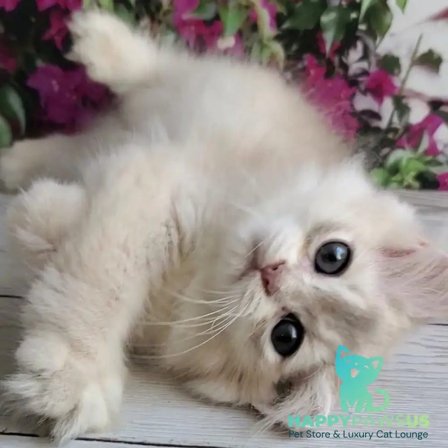 Zorro British Longhair male blue golden shaded - live animals