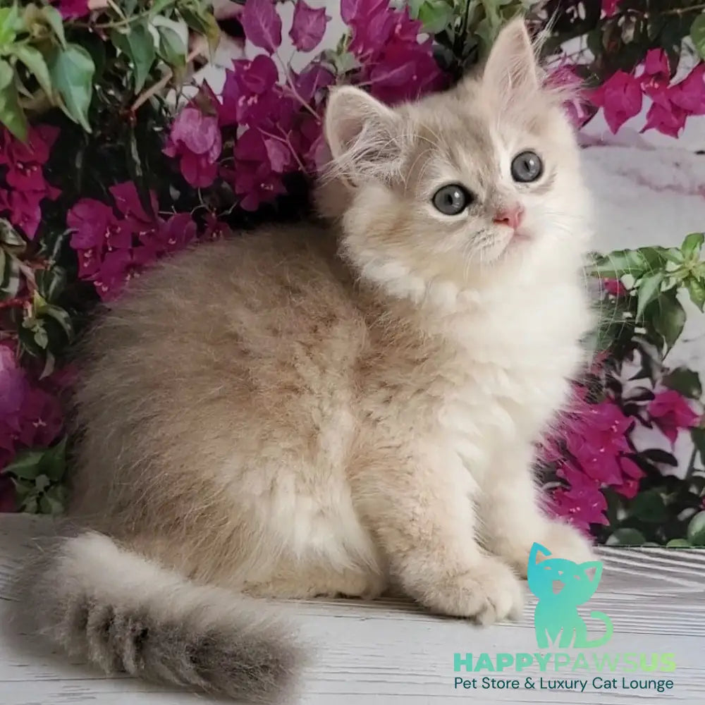 Zorro British Longhair male blue golden shaded - live animals