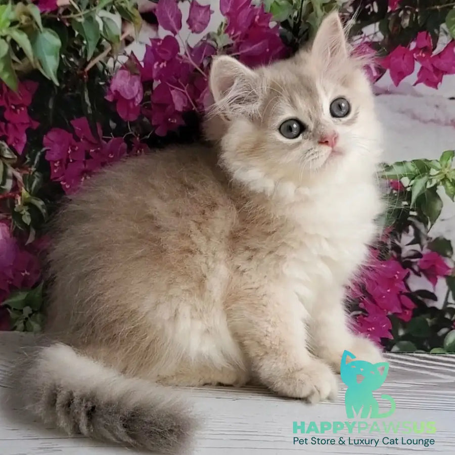 Zorro British Longhair male blue golden shaded - live animals