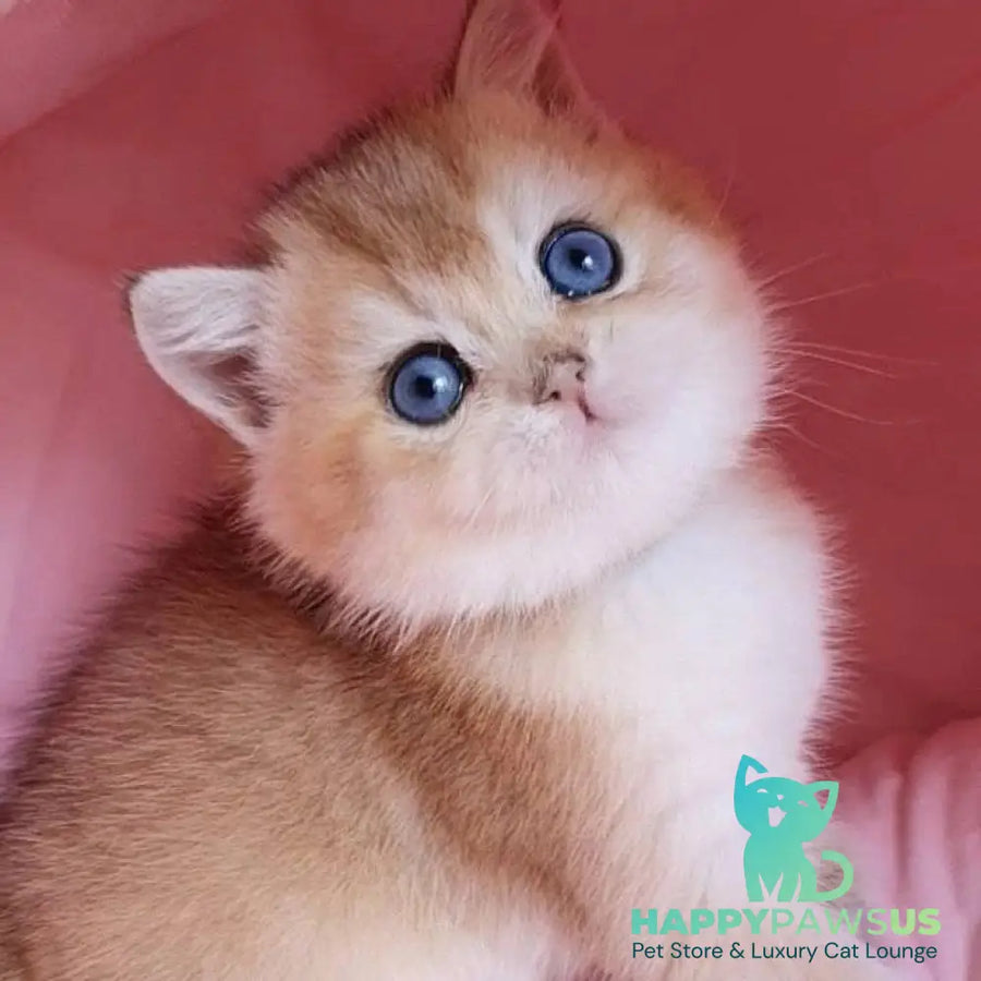 Zorro British Shorthair male black golden chinchilla with white - live animals