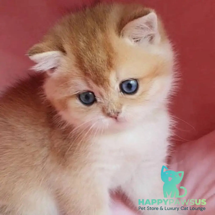 Zorro British Shorthair male black golden chinchilla with white - live animals