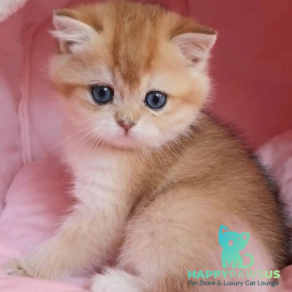 Zorro British Shorthair male black golden chinchilla with white - live animals