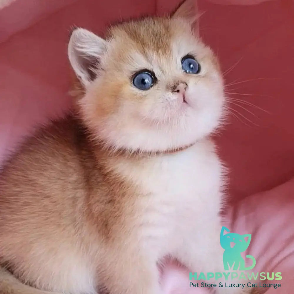 Zorro British Shorthair male black golden chinchilla with white - live animals