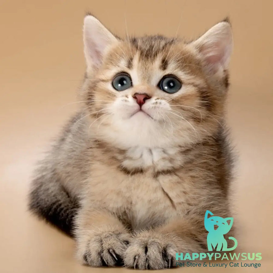 Zorro British Shorthair male black golden ticked tabby - live animals