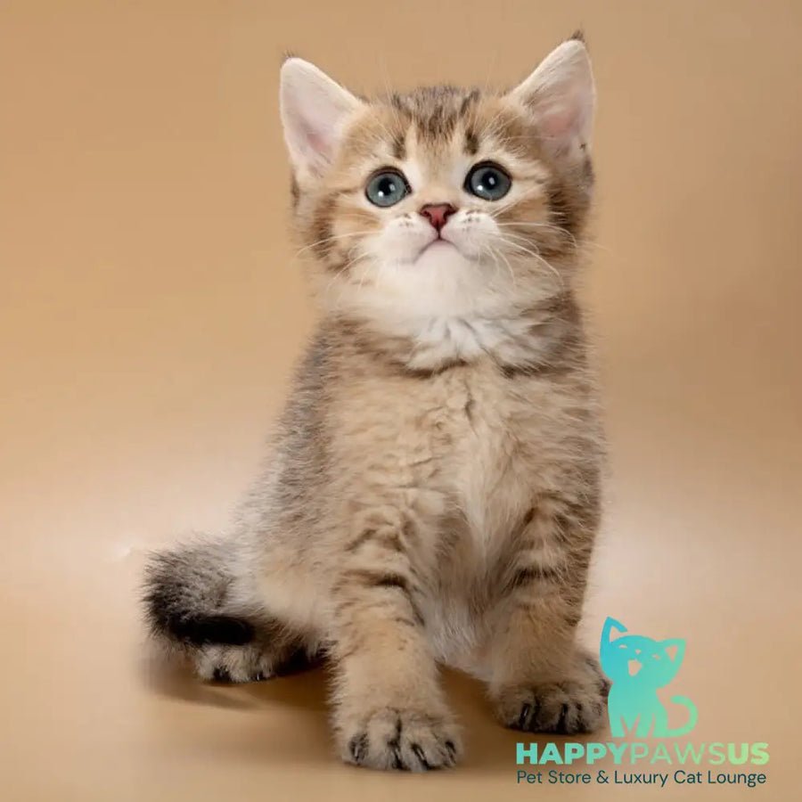 Zorro British Shorthair male black golden ticked tabby - live animals