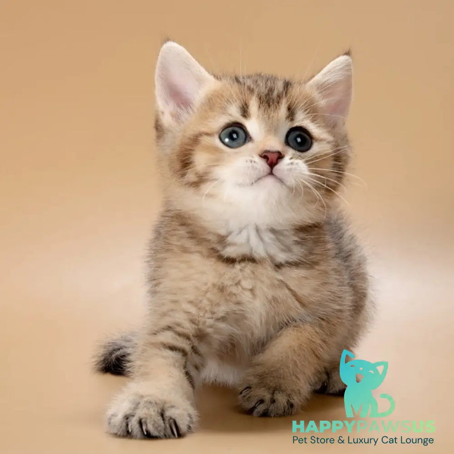 Zorro British Shorthair male black golden ticked tabby - live animals