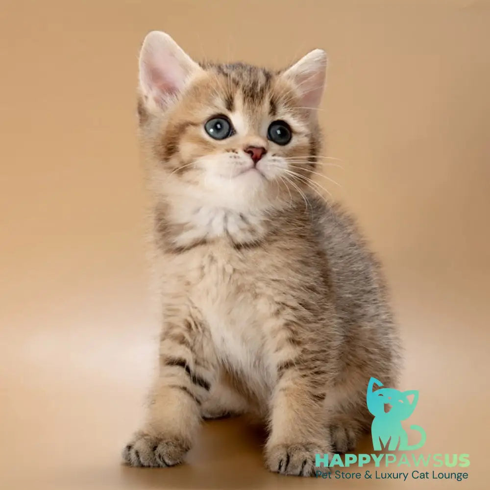 Zorro British Shorthair male black golden ticked tabby - live animals
