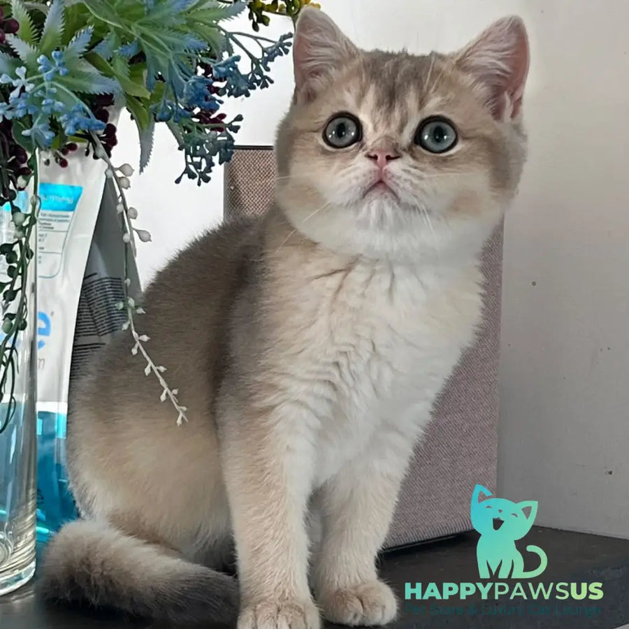 Zorro British Shorthair male blue golden shaded - live animals