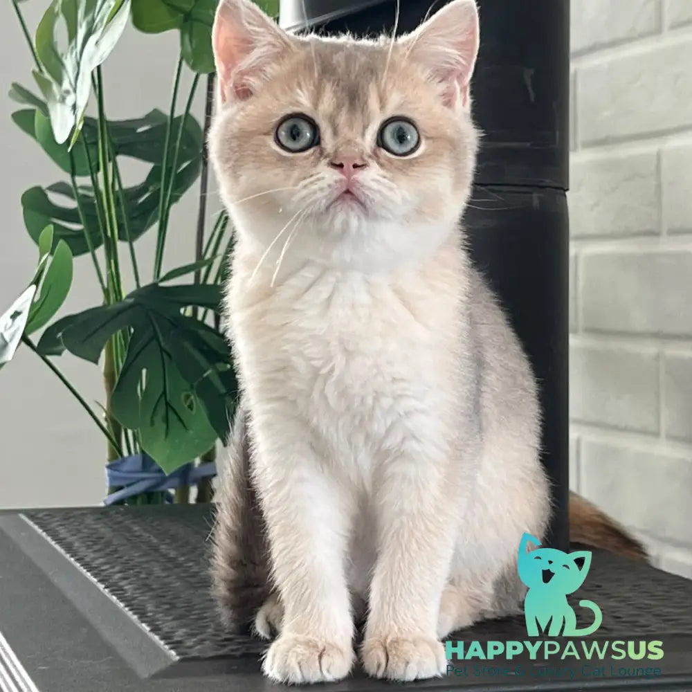 Zorro British Shorthair male blue golden shaded - live animals