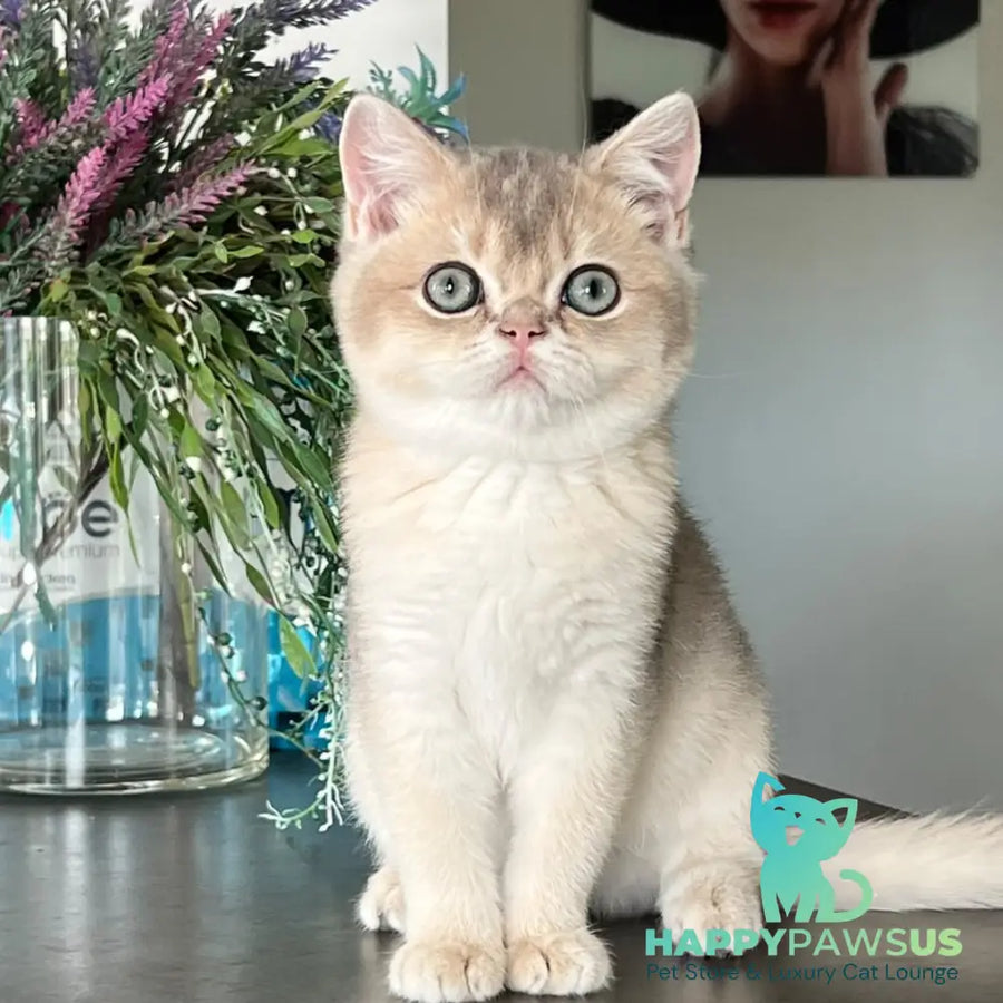 Zorro British Shorthair male blue golden shaded - live animals