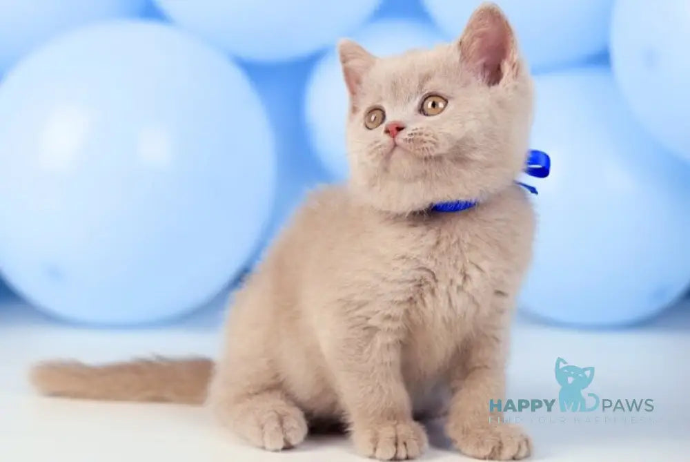 Zorro British Shorthair male fawn live animals