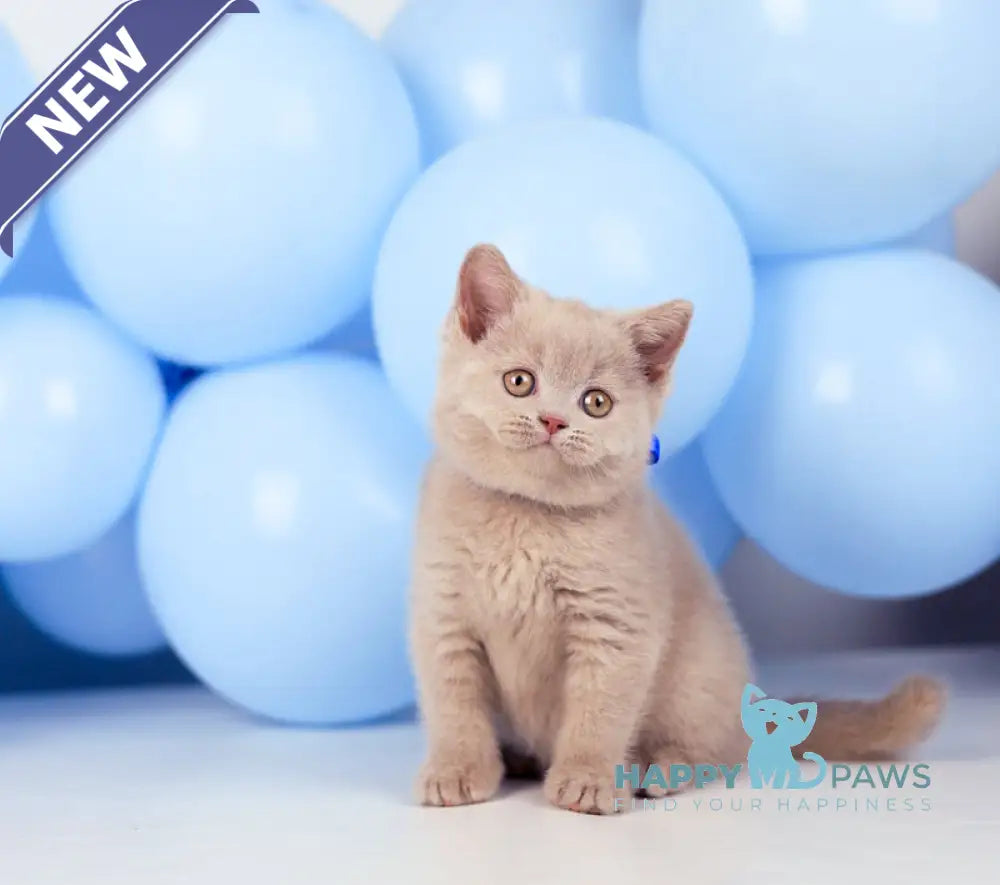 Zorro British Shorthair male fawn live animals