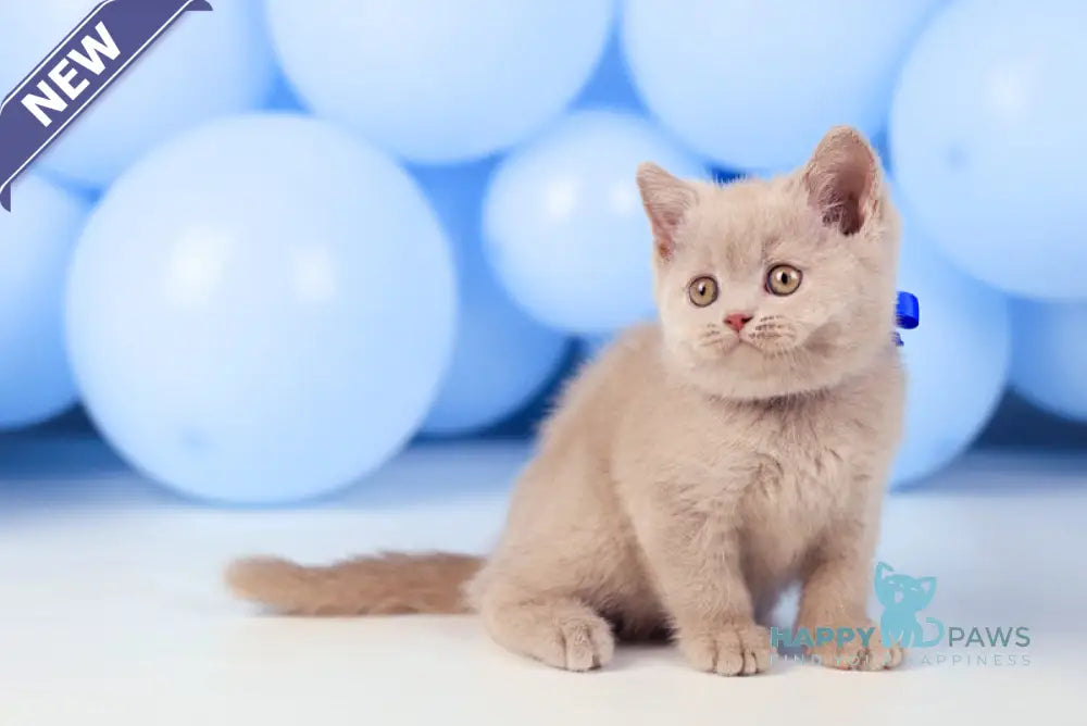 Zorro British Shorthair male fawn live animals
