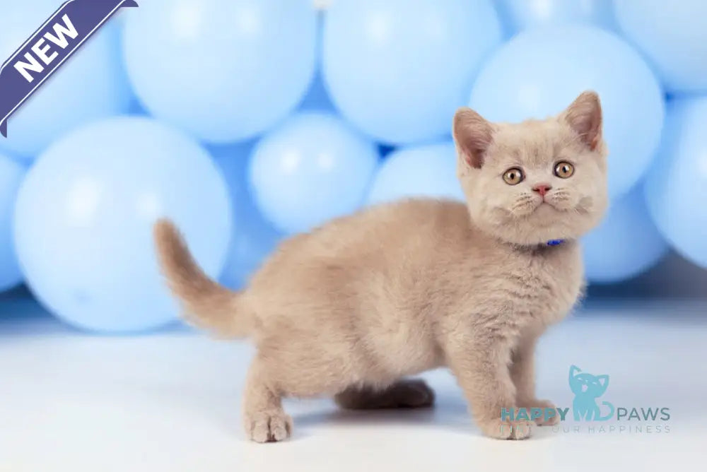 Zorro British Shorthair male fawn live animals