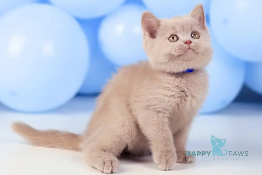 Zorro British Shorthair male fawn live animals