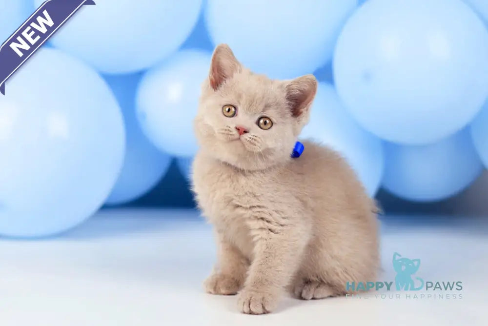 Zorro British Shorthair male fawn live animals