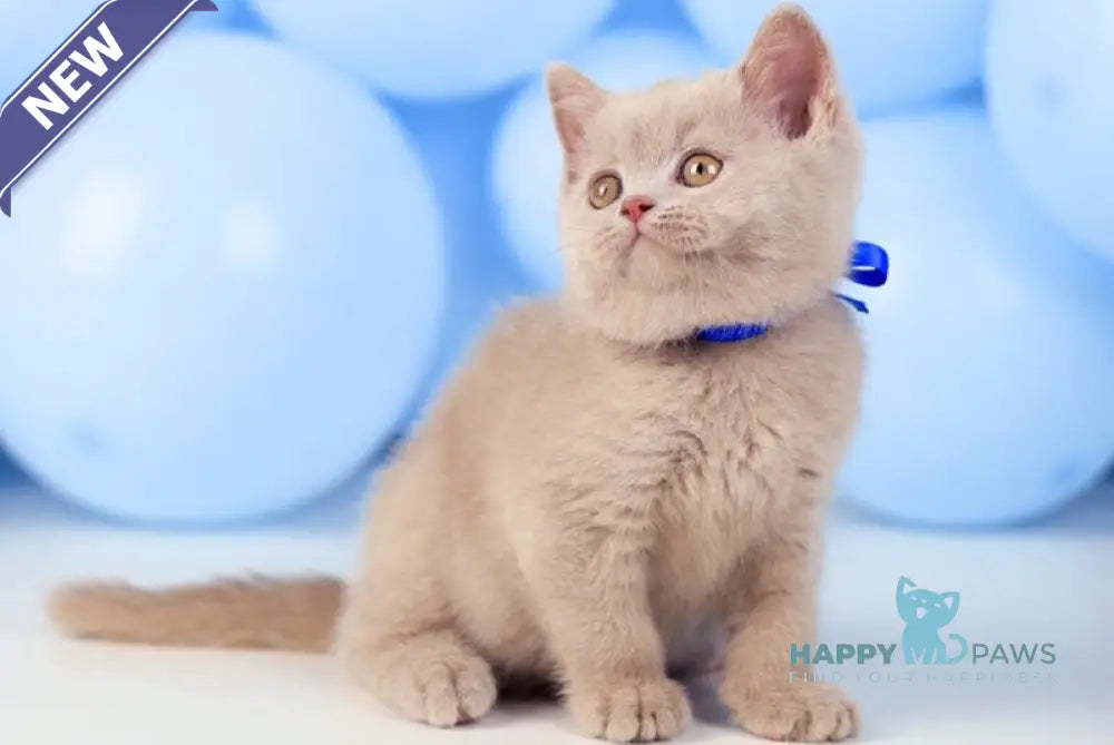 Zorro British Shorthair male fawn live animals
