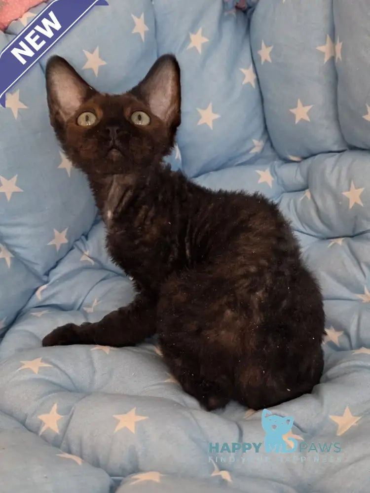 Zorro Devon Rex male black live animals