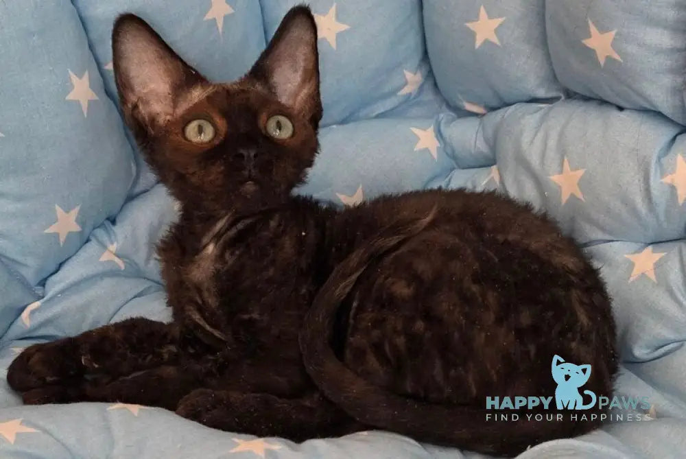 Zorro Devon Rex male black live animals