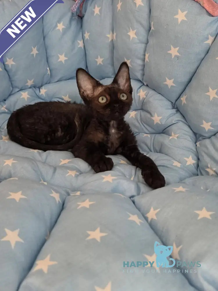 Zorro Devon Rex male black live animals