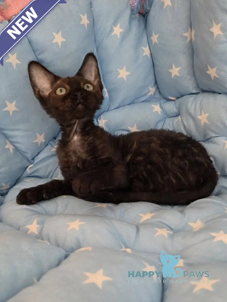 Zorro Devon Rex male black live animals