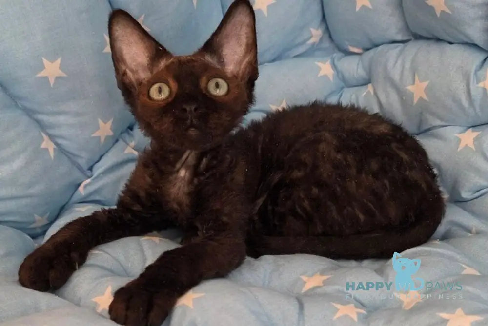 Zorro Devon Rex male black live animals