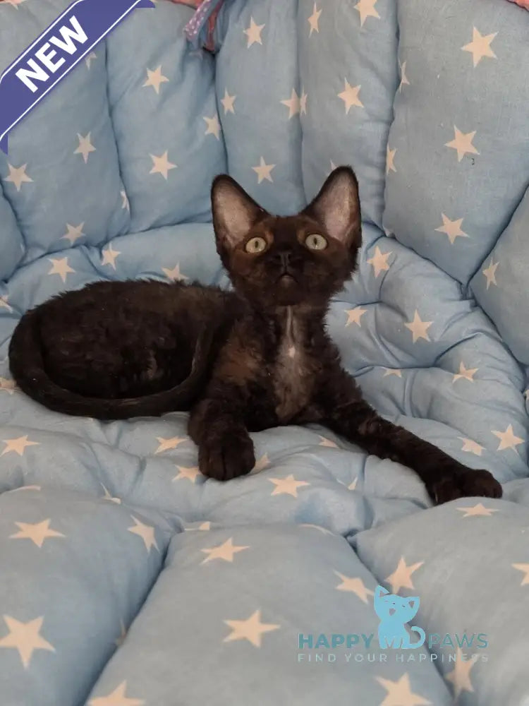 Zorro Devon Rex male black live animals