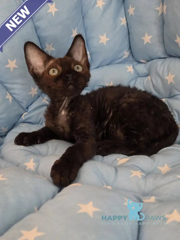 Zorro Devon Rex male black live animals