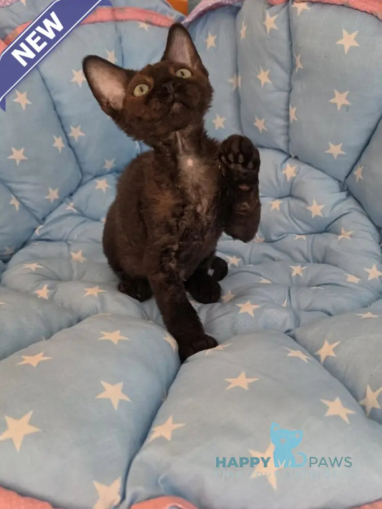 Zorro Devon Rex male black live animals
